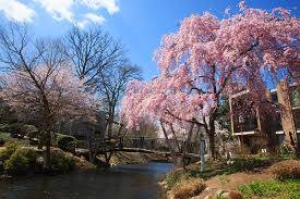 Van Gogh Bridge Cherry Blossom