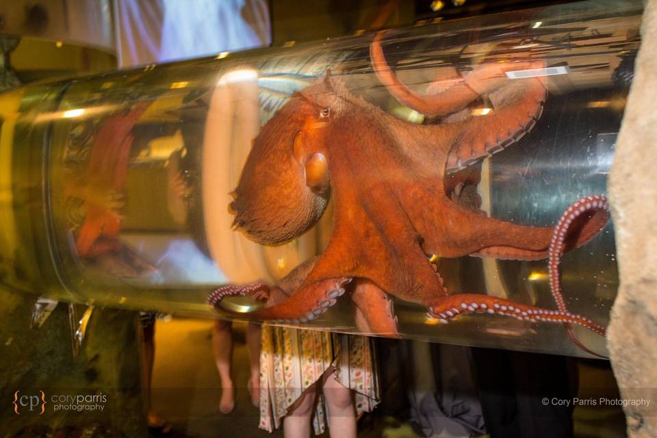 Octopus