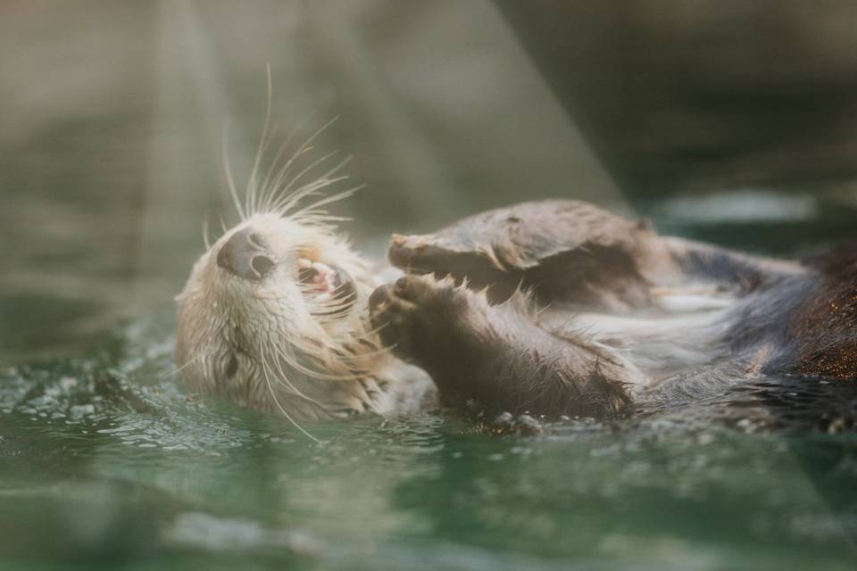 Otter Feeding