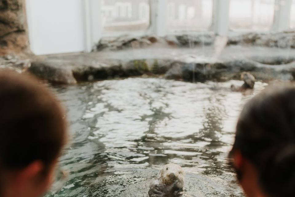 Otter Feeding