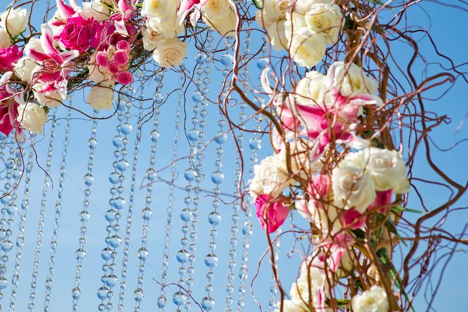 Bougainvillea