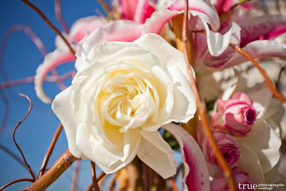 Garden roses