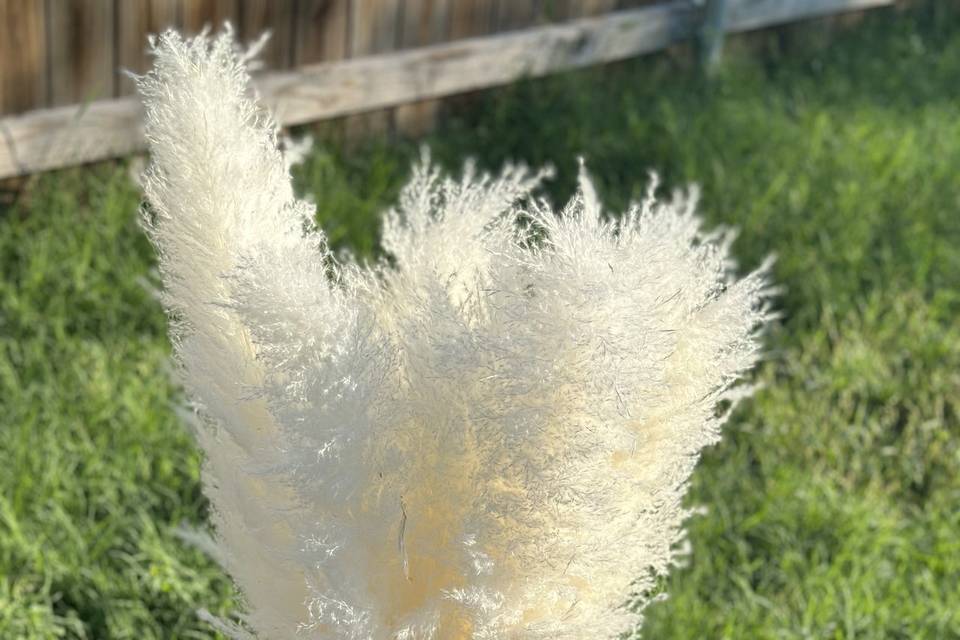 Pampas White