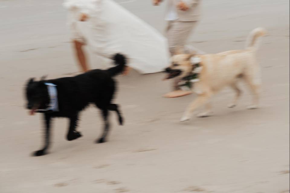 Beach Elopement