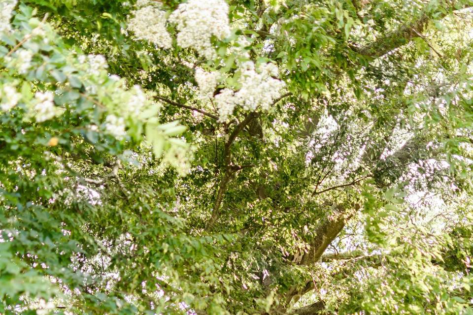 Outdoor tree ceremony