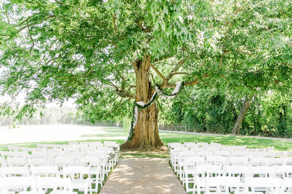 200 Year Old Ceremony Tree