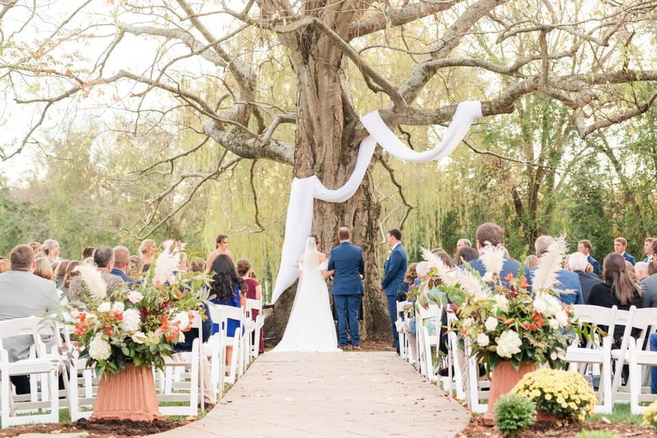 200 year Old Ceremony Tree