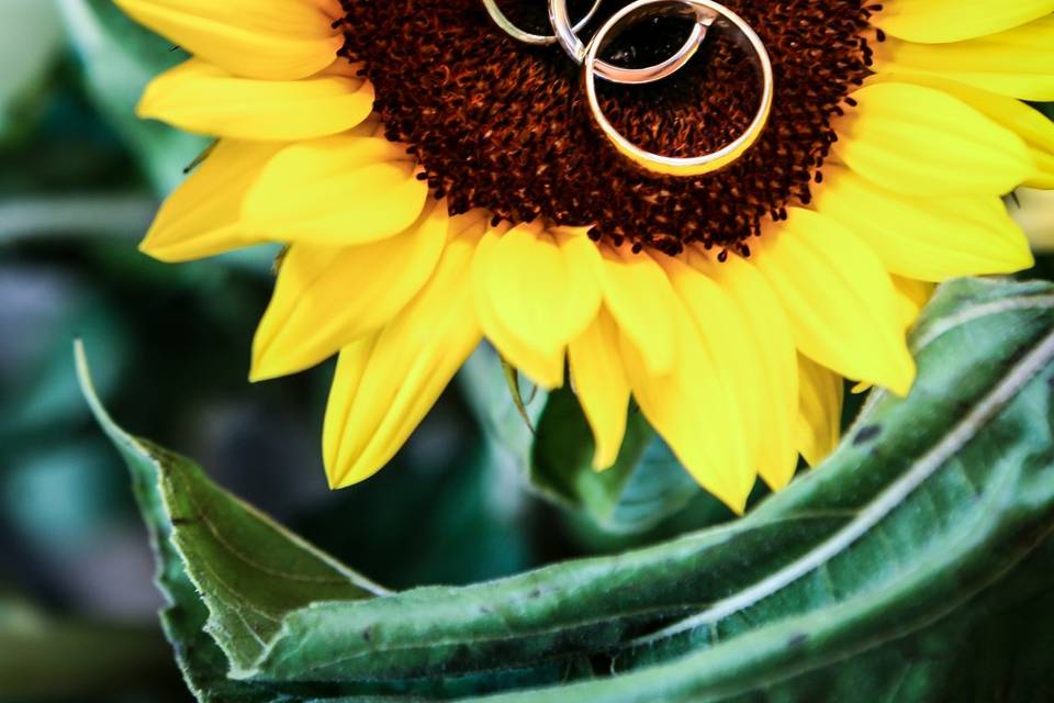 Rings in Sunflower