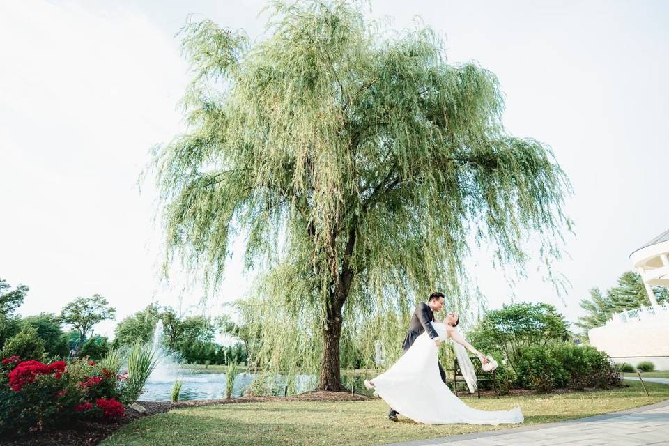 Willow Tree at Gardens