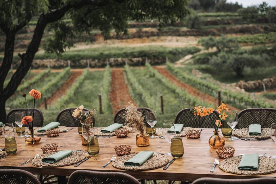 Lunch in the  vineyard
