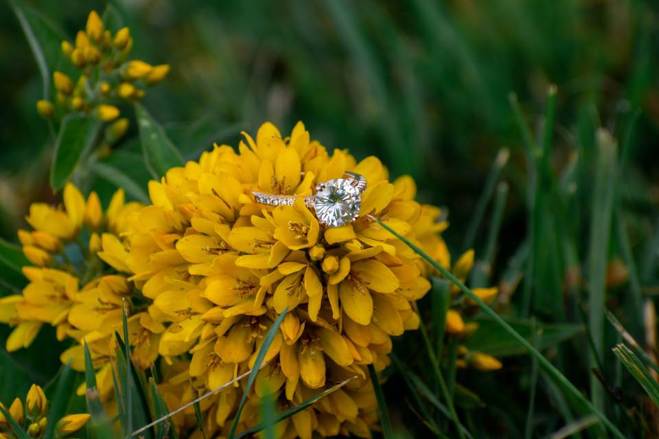 Marcy Field Engagement Session