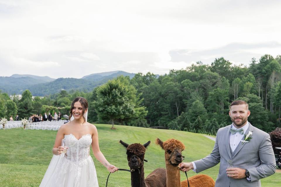 Alpaca