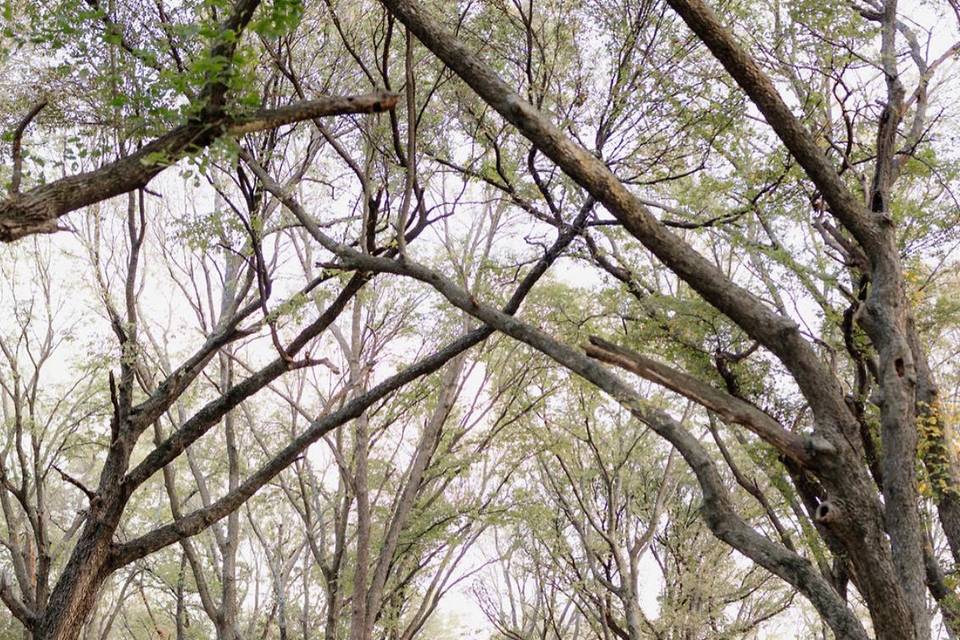 Vows under the trees