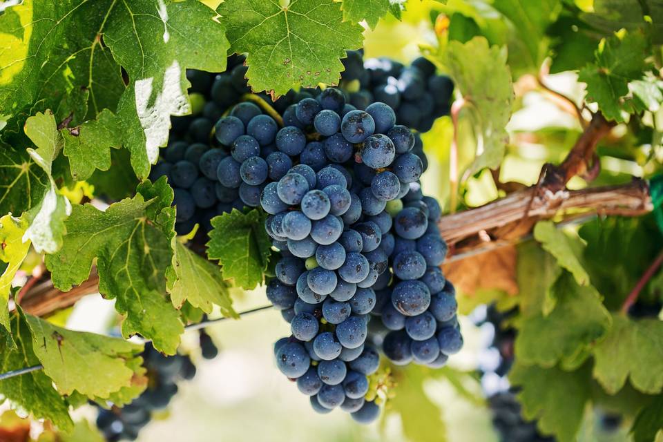 Tempranillo grapes