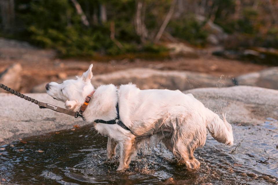 White Mountains Elopement