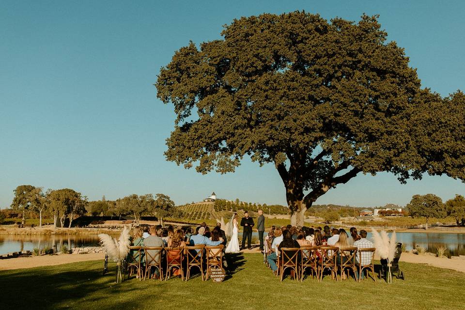 Saureel Vineyards