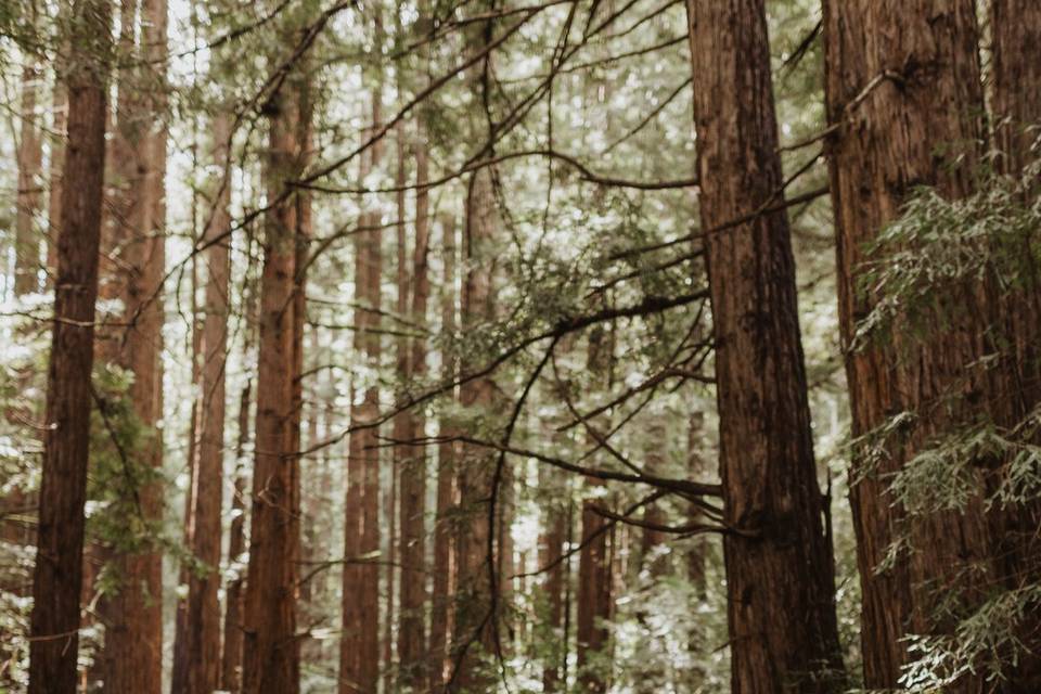 Santa Cruz Redwood elopement