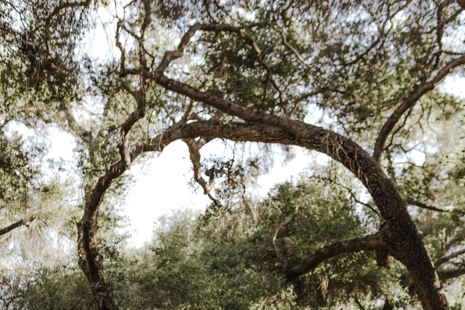 Temecula - Bride + Groom