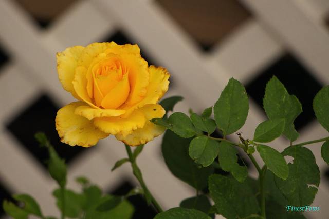 Flowers!