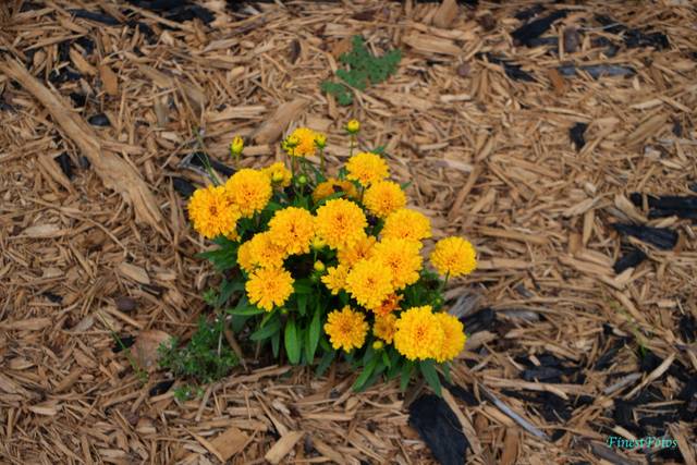 Flowers!