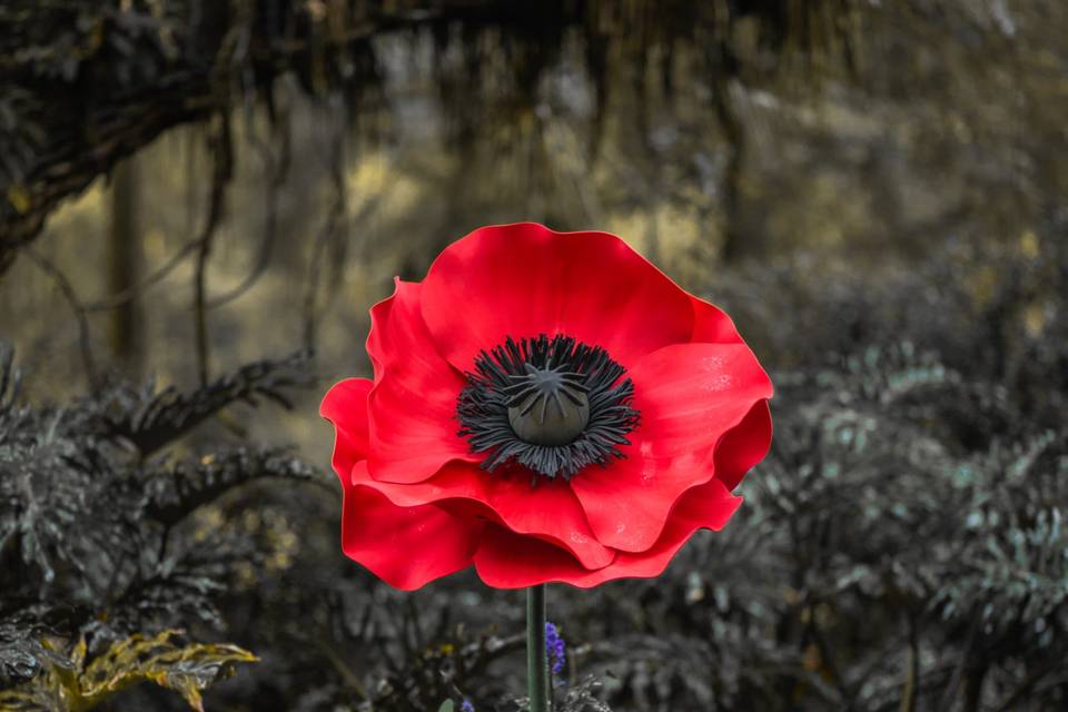 Giant Poppy