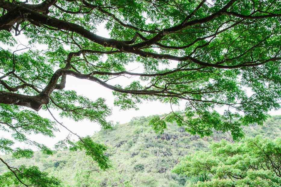 Waimea Valley