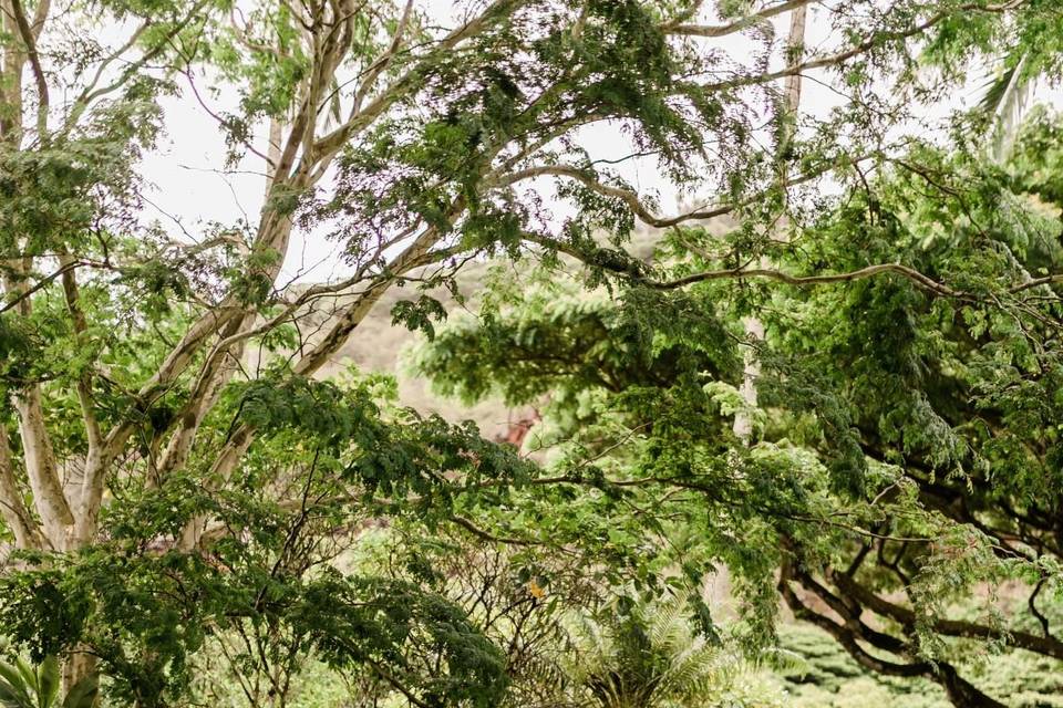 Waimea Valley