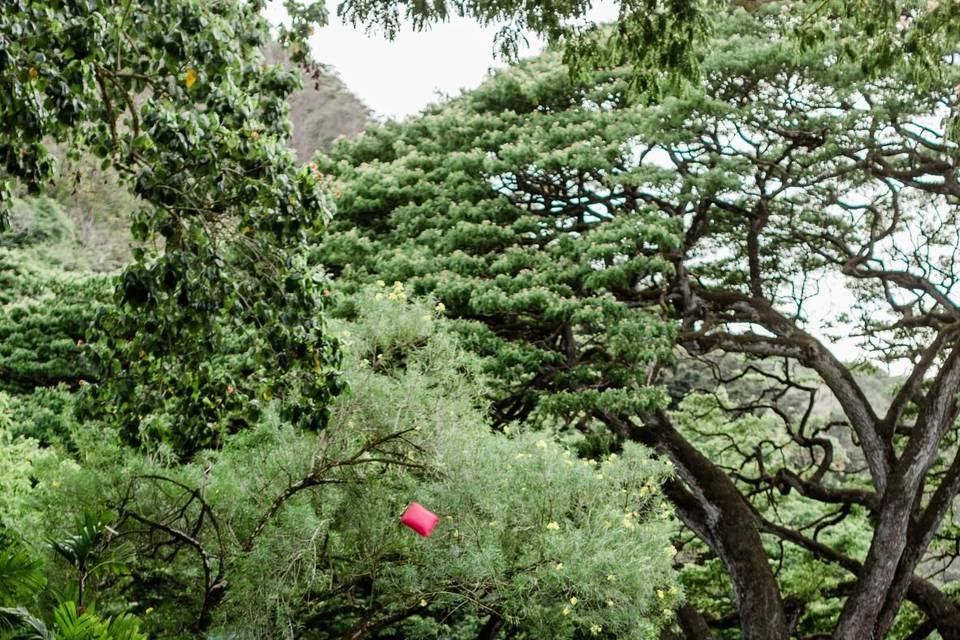 Waimea Valley