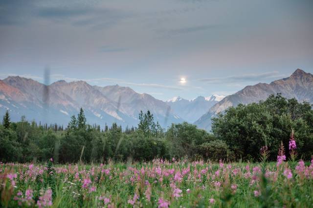 Fireweed and the Chugach at dusk