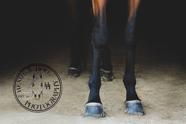 Equine portraiture