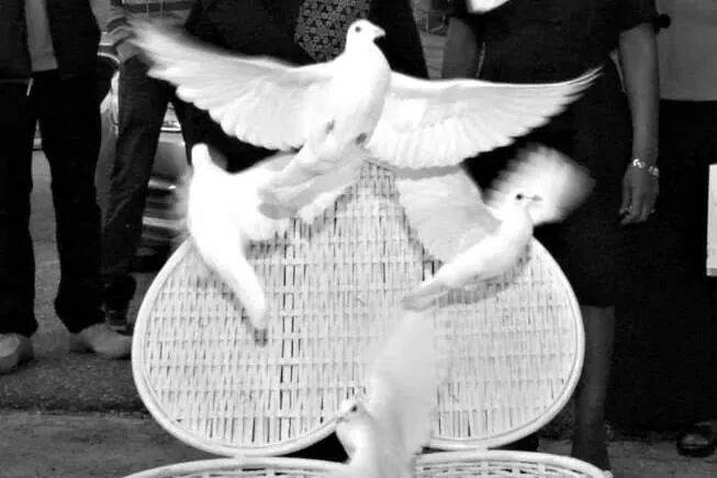 Perfect Flight White Dove Releases