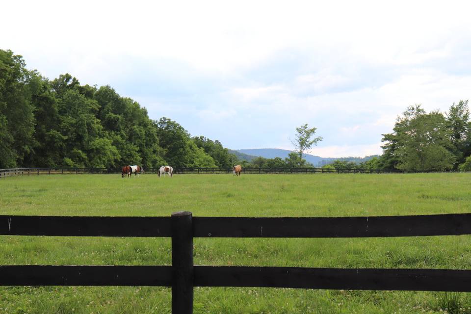 Herd in back pasture
