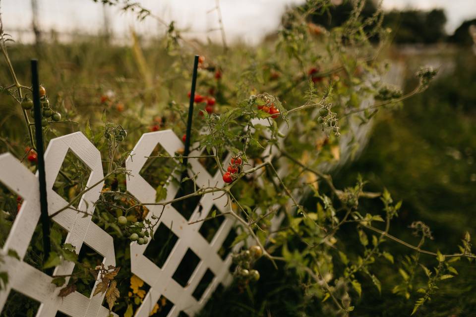 The farm garden