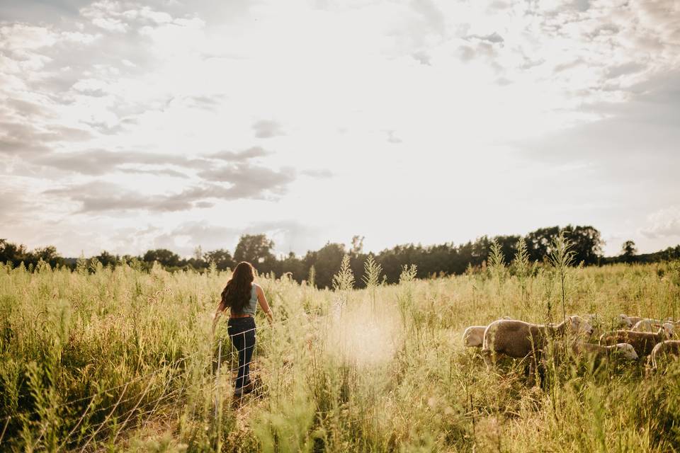 Sheep grazing