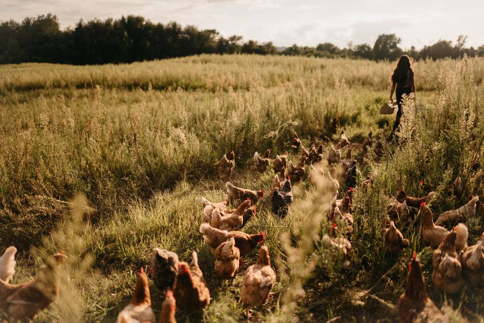 Our chickens in the pasture