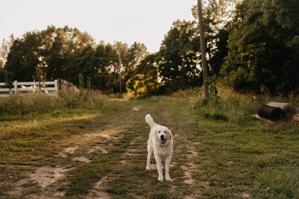 Guard dog, Cooper