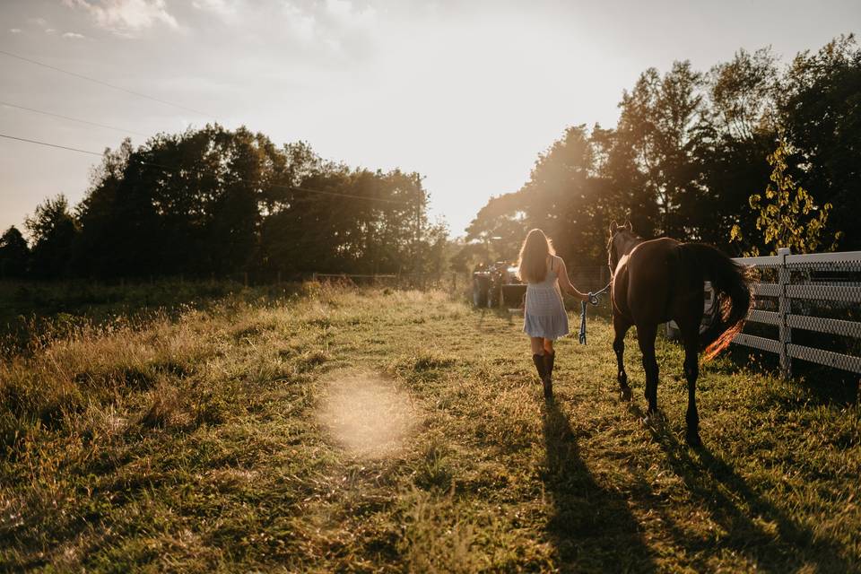 Our carriage horse, Java