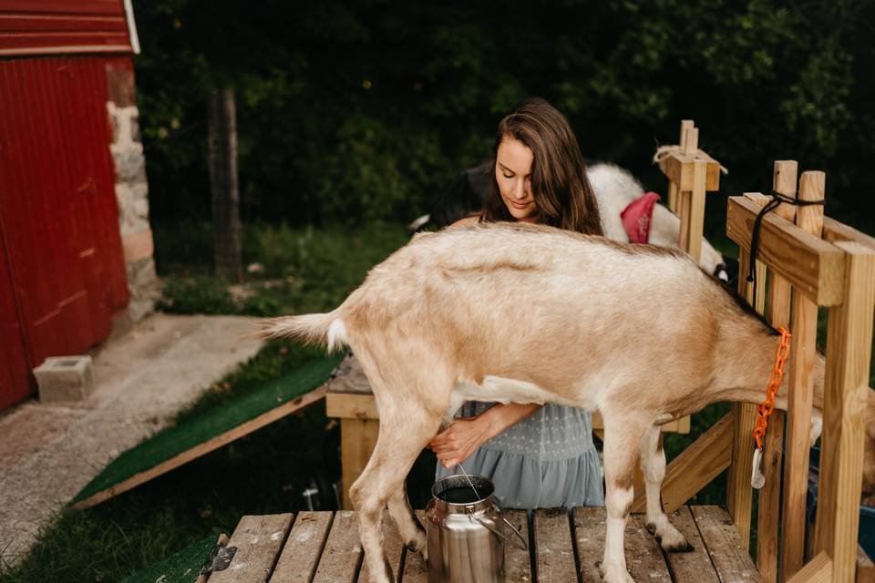 Our milking goats