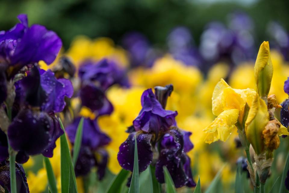 Beautiful irises