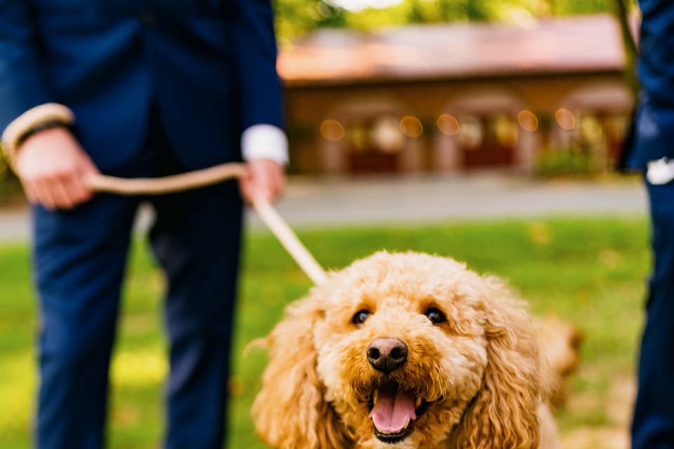 Handsomest Ring Bearer