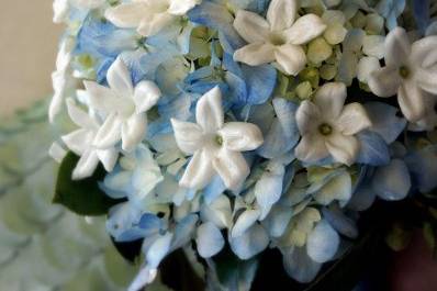 Baby blue flowers