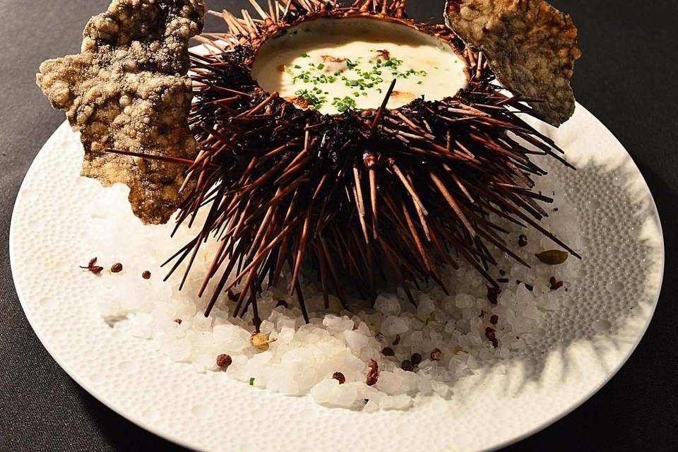 Sea urchin