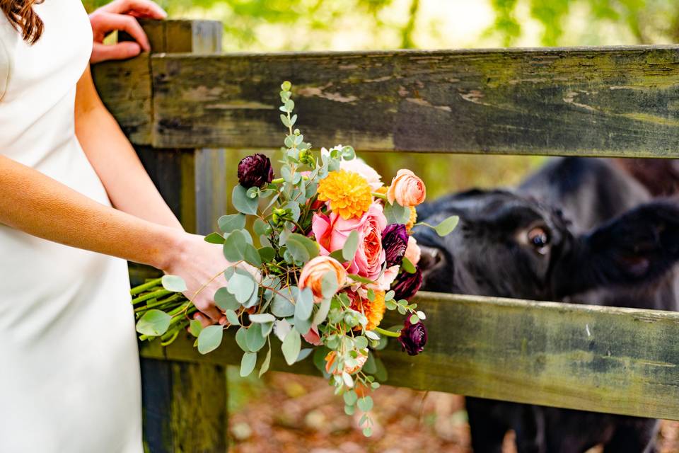 Flowers & a cow