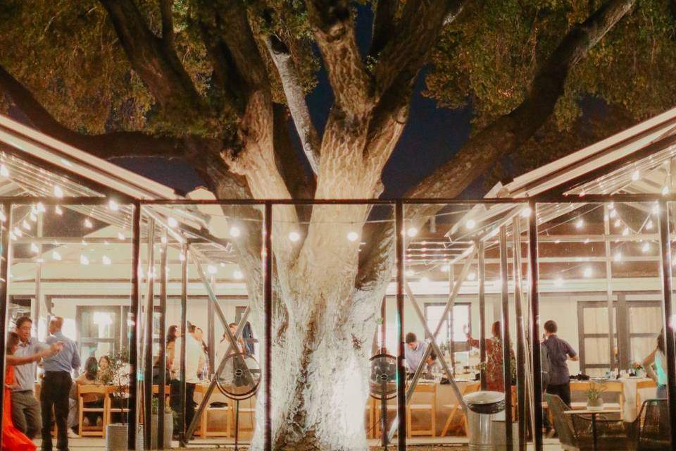 350 year old Oak Tree