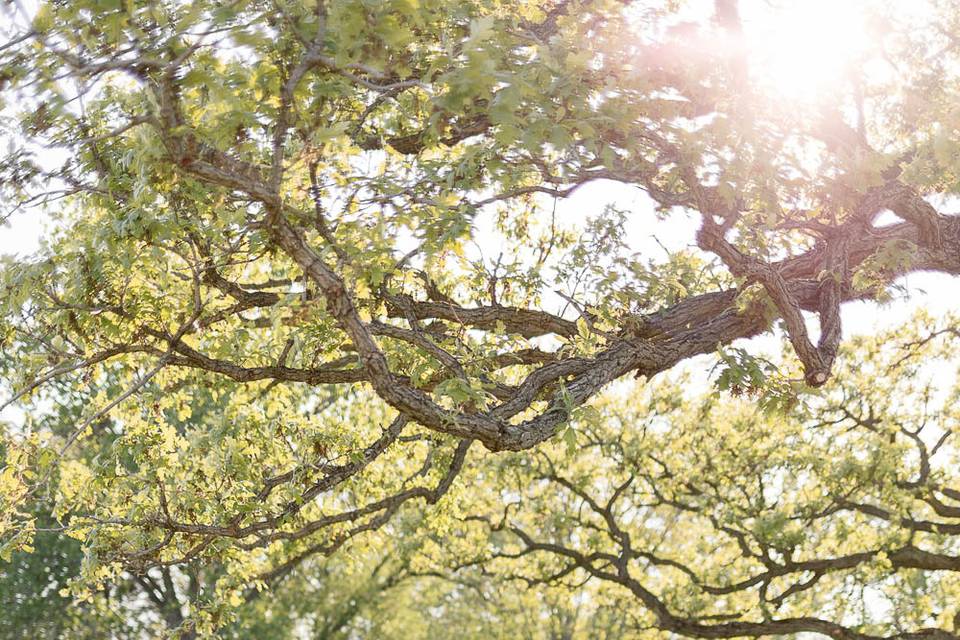 Strawberry Creek Wedding