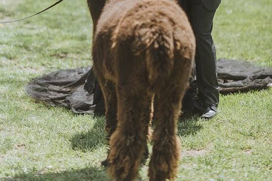 Green Apple Photography