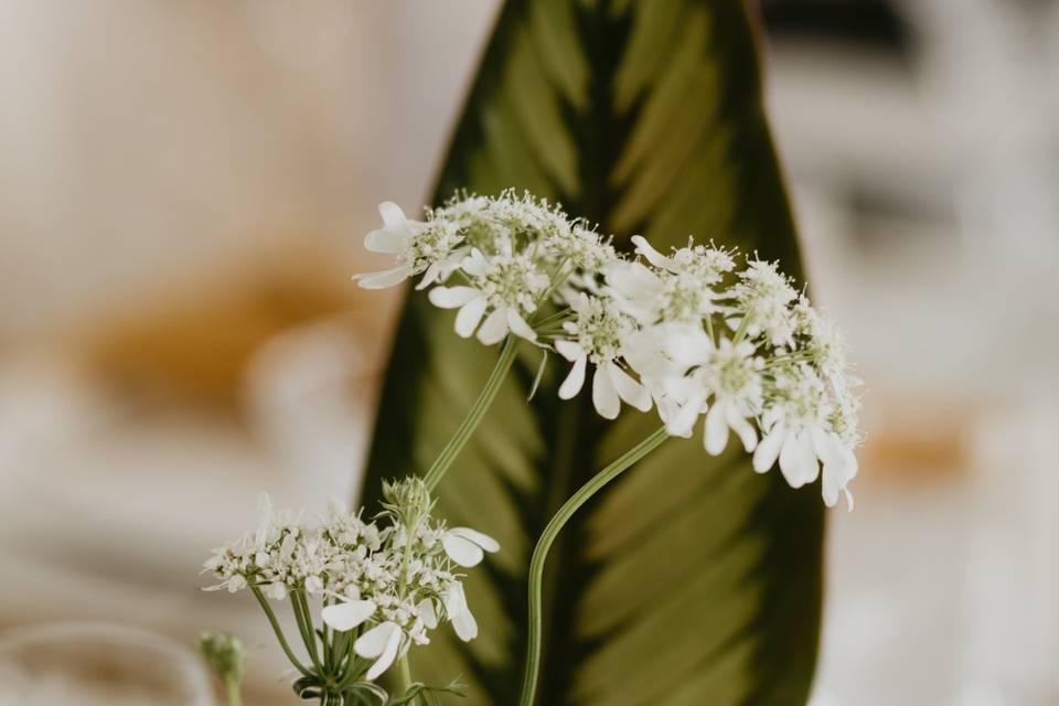 Gypsophila, Dried, Natural White - Atlas Flowers