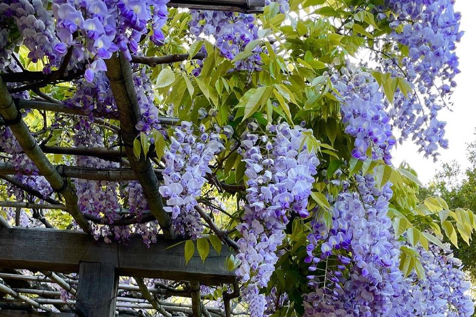 Hakone Estate and Gardens