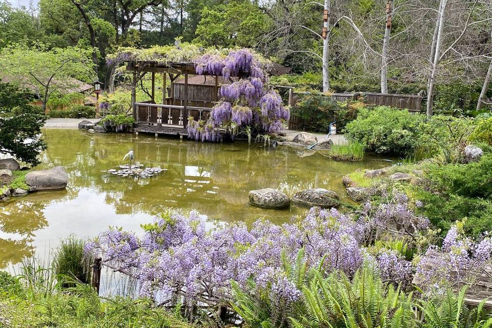 Lower Wisteria Pavillion