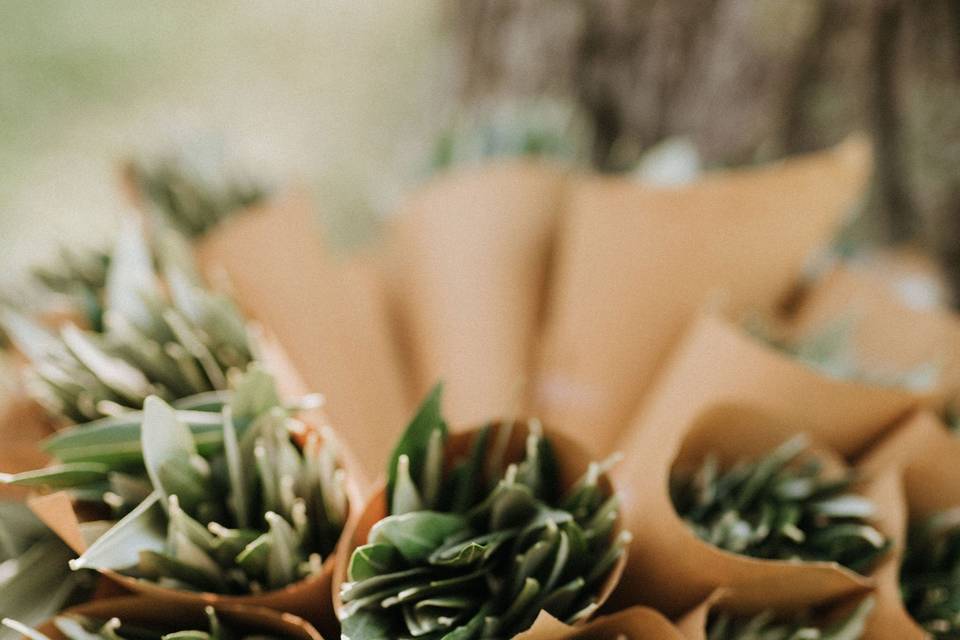 Olive leaves